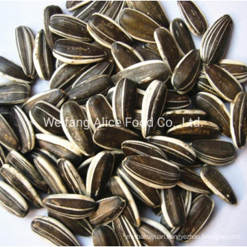 The Best Sunflower Seeds in Shell Bulk Wholesale 361, 363, 601, 5009